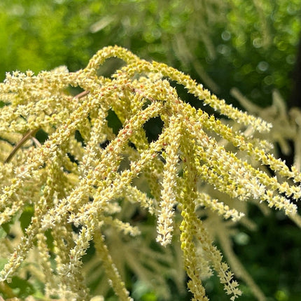 Aruncus dioicus