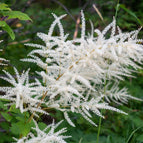 1 / 7cm Bareroot