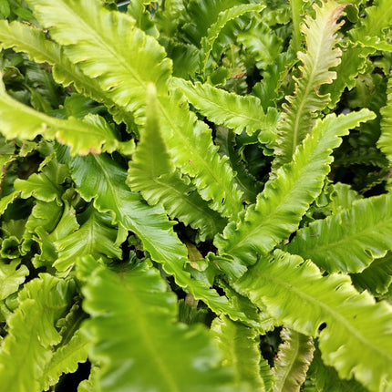 Asplenium scolopendrium angustatum
