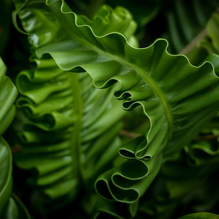 Asplenium scolopendrium angustatum