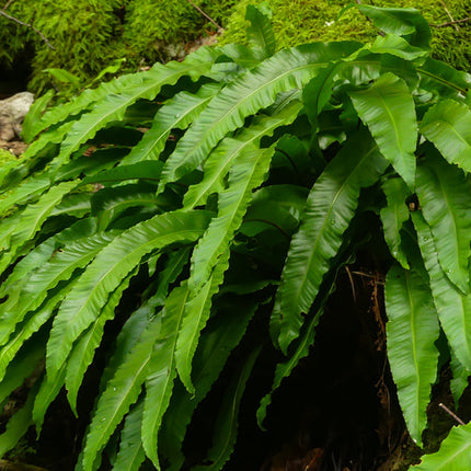 Asplenium scolopendrium angustatum