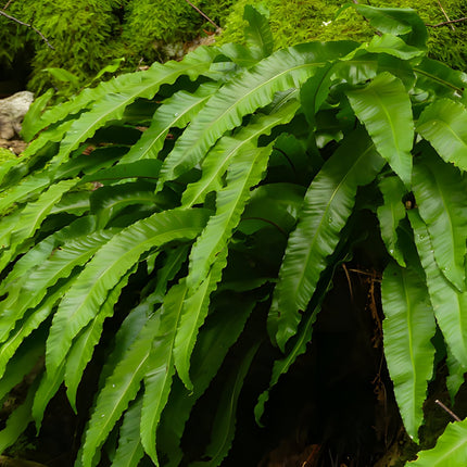 Asplenium scolopendrium angustatum