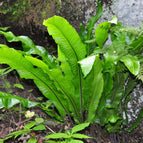 1 / 7cm Bareroot