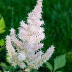 1 / 7cm Bareroot