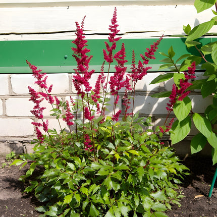 Astilbe 'Burgundy Red'