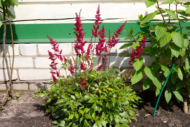 Astilbe 'Burgundy Red'