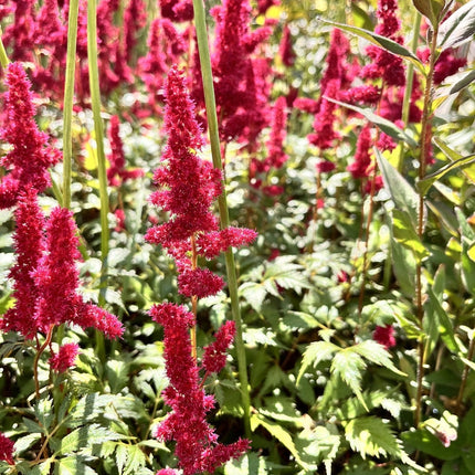Astilbe 'Burgundy Red'