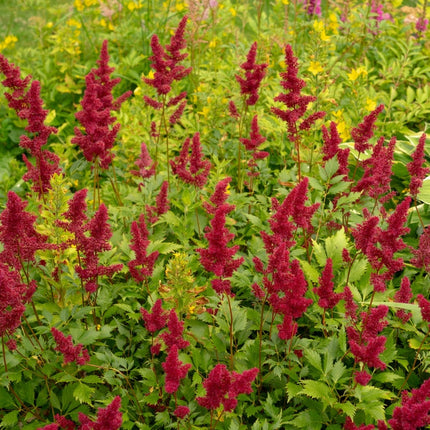 Astilbe 'Burgundy Red'