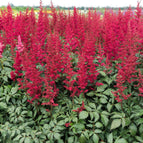 1 / 7cm Bareroot