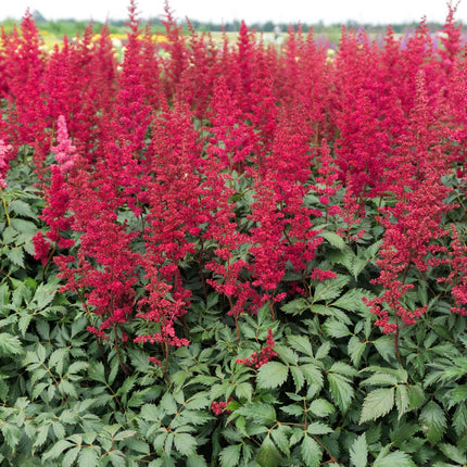 Astilbe 'Burgundy Red'