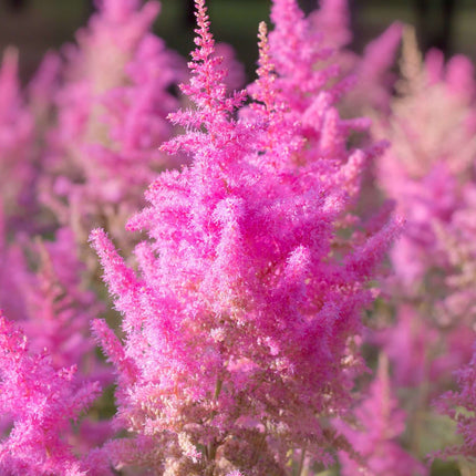 Astilbe Pink 'Erika'