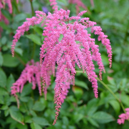 Astilbe Salmon Pink 'Strassenfeder'