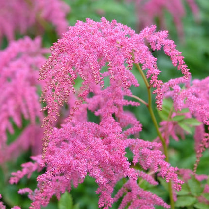 Astilbe Salmon Pink 'Strassenfeder'