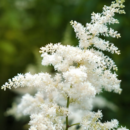 Astilbe 'Avalanche'