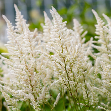 Astilbe 'Avalanche'