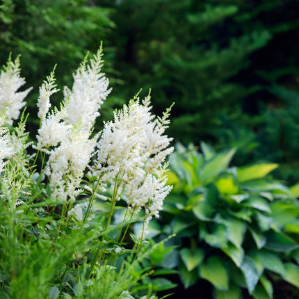 Astilbe 'Avalanche'