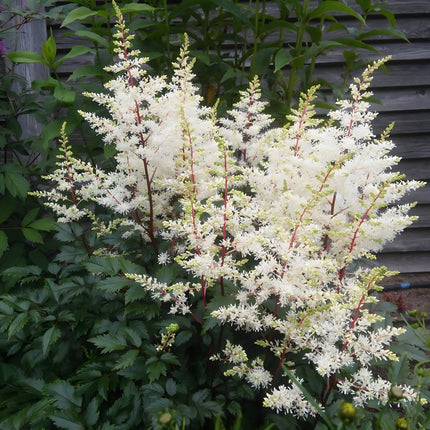 Astilbe 'Avalanche'