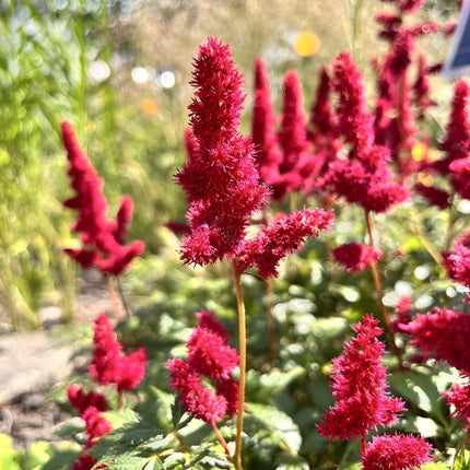 Astilbe 'Burgundy Red'