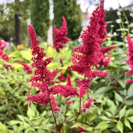 Astilbe 'Burgundy Red'
