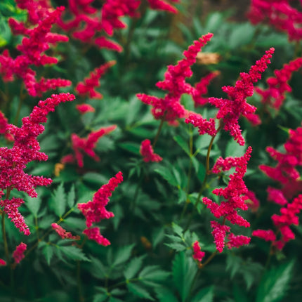 Astilbe 'Burgundy Red'