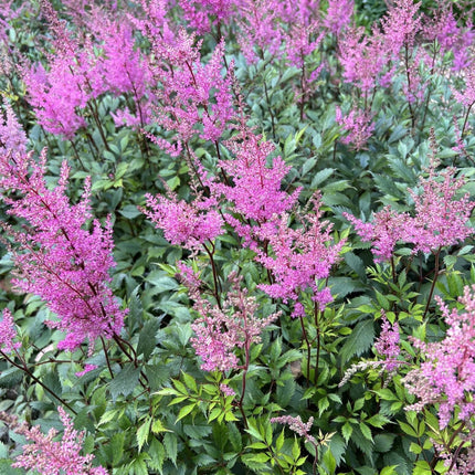 Astilbe Pink 'Erika'