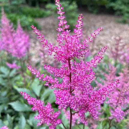 Astilbe Pink 'Erika'
