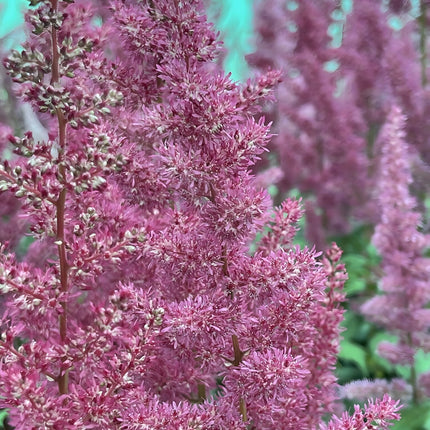 Astilbe Pink 'Erika'