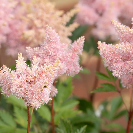 Astilbe Salmon Pink 'Strassenfeder'