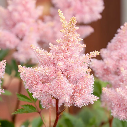 Astilbe Salmon Pink 'Strassenfeder'