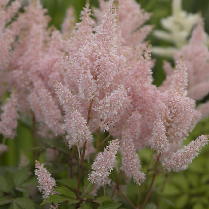 Astilbe Salmon Pink 'Strassenfeder'