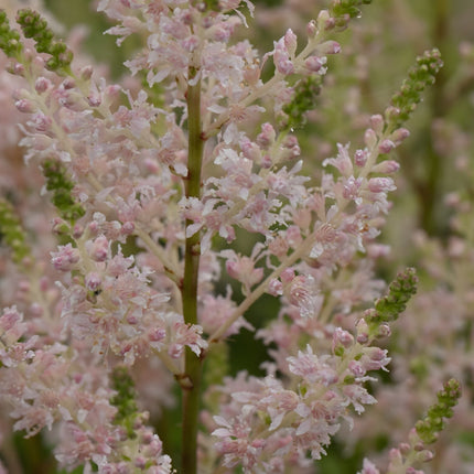 Astilbe Salmon Pink 'Strassenfeder'