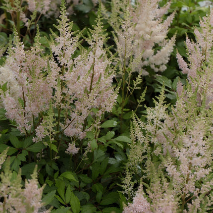 Astilbe Salmon Pink 'Strassenfeder'