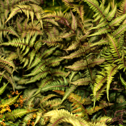 Athyrium niponicum 'Metallicum'