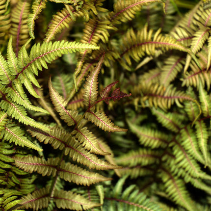 Athyrium niponicum 'Metallicum'