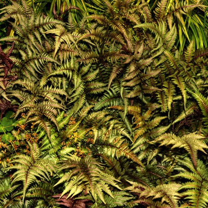 Athyrium niponicum 'Metallicum'