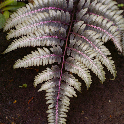 Athyrium niponicum 'Ursulas Red'