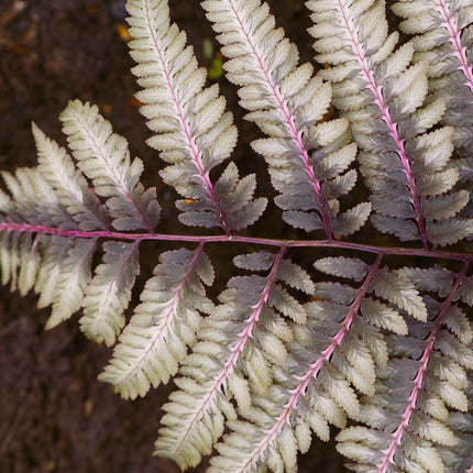 Athyrium niponicum 'Ursulas Red'