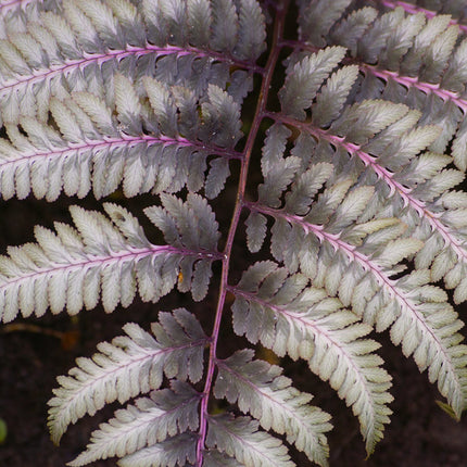 Athyrium niponicum 'Ursulas Red'