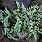 1 / 7cm Bareroot