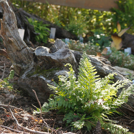 Athyrium otophorum 'Okanum'