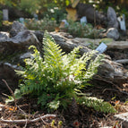 1 / 7cm Bareroot