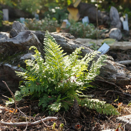 Athyrium otophorum 'Okanum'