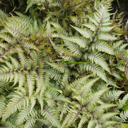 Athyrium niponicum 'Pewter Lace'