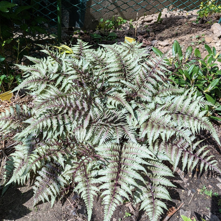 Athyrium niponicum 'Pewter Lace'