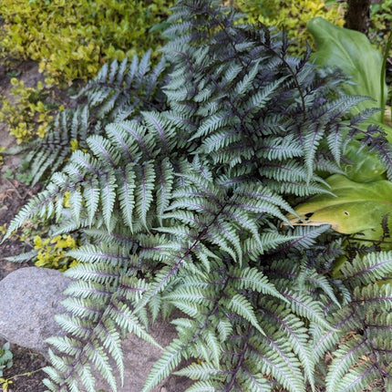 Athyrium niponicum 'Pewter Lace'