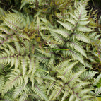 1 / 7cm Bareroot