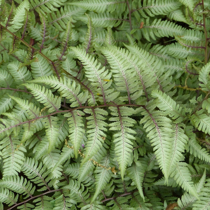 Athyrium niponicum 'Pewter Lace'