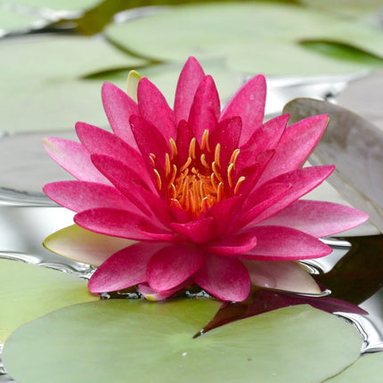 Nymphaea 'Attraction'