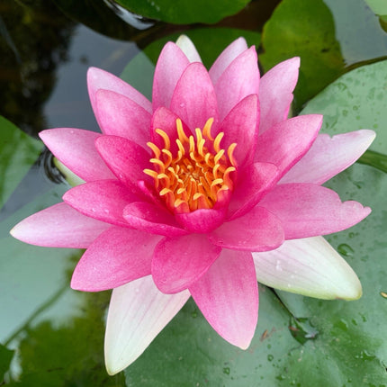 Nymphaea 'Attraction'