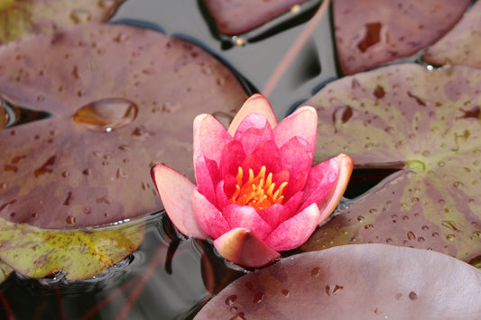 Aurora Water Lily - Pond Plants - MW04